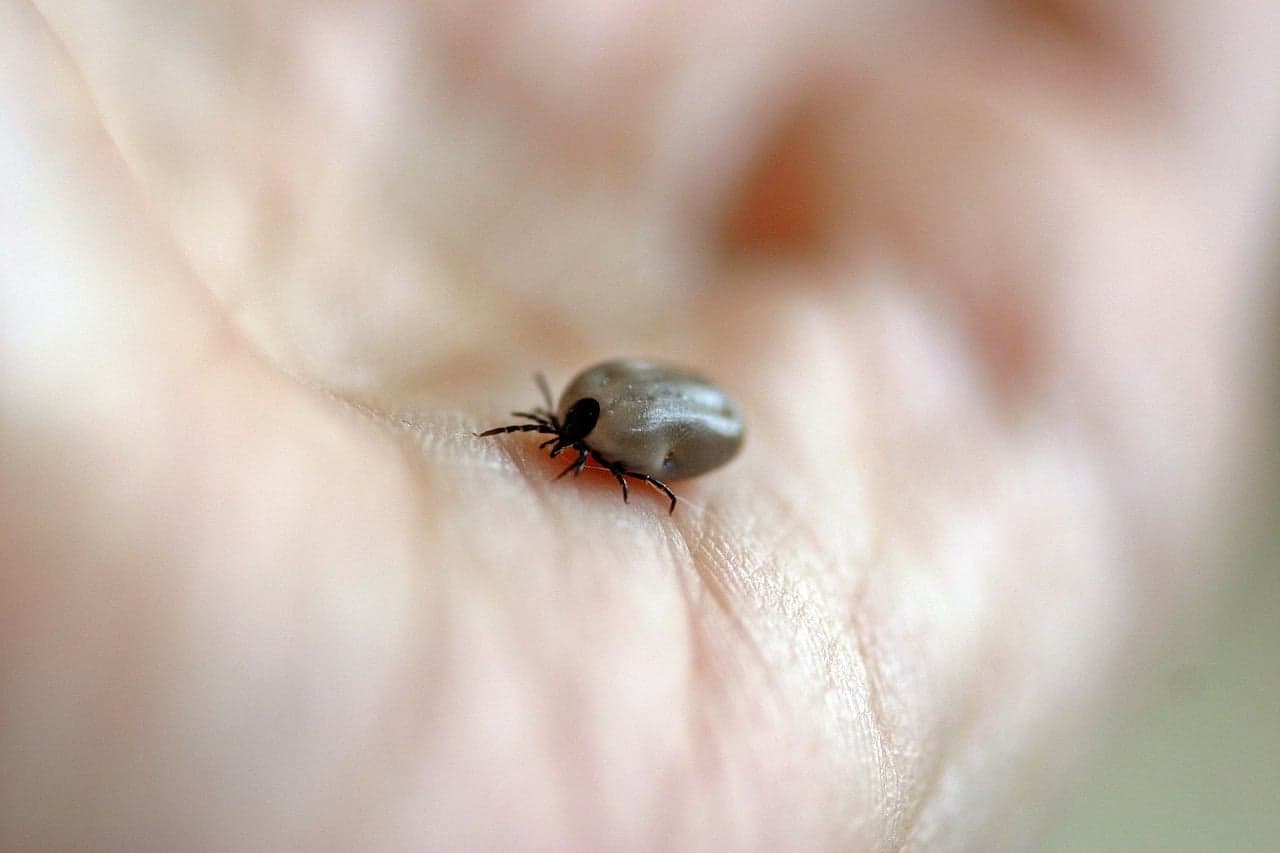 Picture of tick on hand